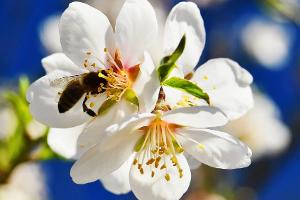 Weltbienentag: So werden Garten und Balkon bienenfreundlich