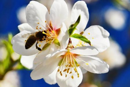 Weltbienentag: So werden Garten und Balkon bienenfreundlich Weltbienentag: So werden Garten und Balkon bienenfreundlich