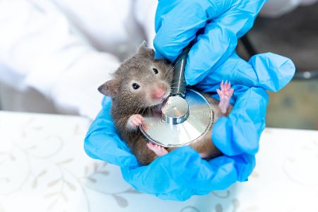 Maus it Stethoskop auf der Brust