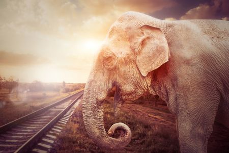 Elefant an Bahngleisen Elefant an Bahngleisen