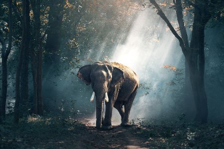 Elefant, auf den Licht durch die Blätter fällt, im Wald