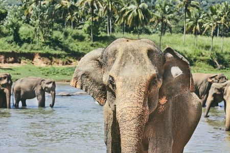 Elefant im Vordergrund schaut in die Kamera, während im Hintergrund eine Herde im Wasser zu sehen ist