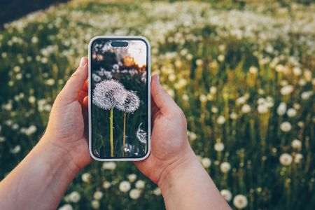 Hände halten ein Handy vor einer Wiese mit Pusteblumen