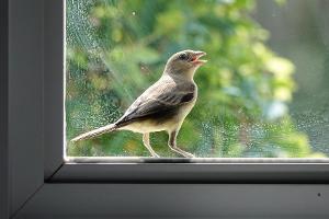 Vogelschutz: So werden Fensterscheiben sicherer für die Tiere