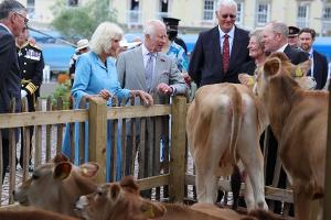 Charles und Camilla auf Jersey: Sieben junge Kühe für den König