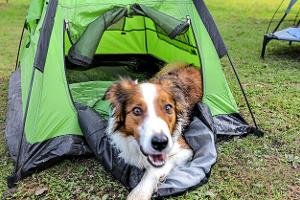 Auf diesen Campingplätzen sind Hunde willkommen