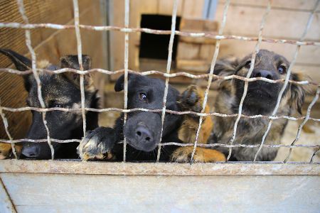 Drei Hunde in einem Tierheim hintern Gittern Drei Hunde in einem Tierheim hintern Gittern