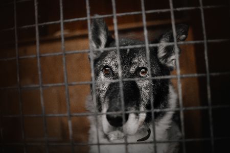 Alter Hund in einem Zwinger im Tierheim