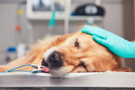 Hund liegt betäubt beim Tierarzt auf dem Tisch