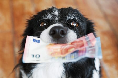 Hund hält mehrere Euronoten in der Schnauze