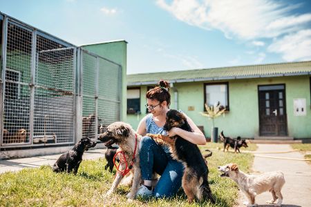 Frau spielt mit mehreren Hunden vor einem Tierheimkäfig