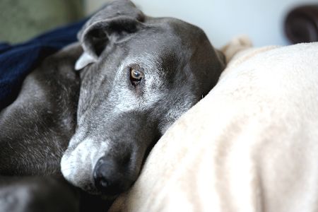 Alter Hund liegt auf einem Sofa