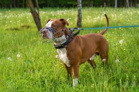 Hund mit Maulkorb steht angeleint auf einer Wiese