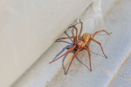 Hauswinkelspinne