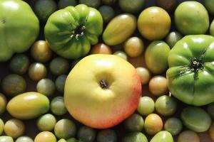 Wenn der Sommer zu Ende geht: So lassen sich Tomaten nachreifen