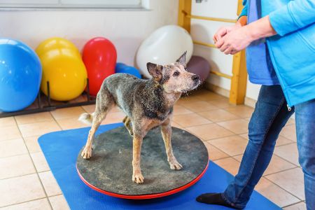 Hund steht auf beweglicher Matte bei Physiotherapie Hund steht auf beweglicher Matte bei Physiotherapie