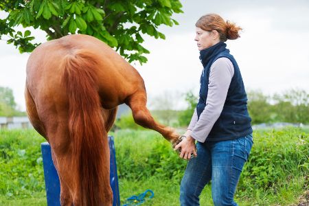 Physiotherapie bei einem Pferd