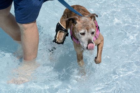 Hund mit Schiene am Bein geht an der Leine mit Besitzer ins Wasser