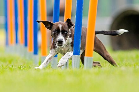Hund rennt im Parcours zwischen Stangen durch