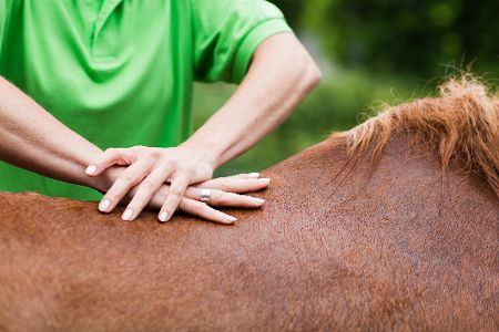 Pferd erhält Massage am Hals