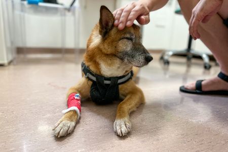 Hund mit Verband an Pfote wird gestreichelt
