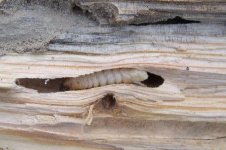 Holzwurm-Larve im Holz Holzwurm-Larve im Holz