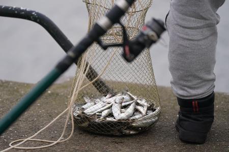 Eine Reuse mit zahlreichen Heringen steht neben einem Angler im Kieler Hafenbecken. (Archivbild)