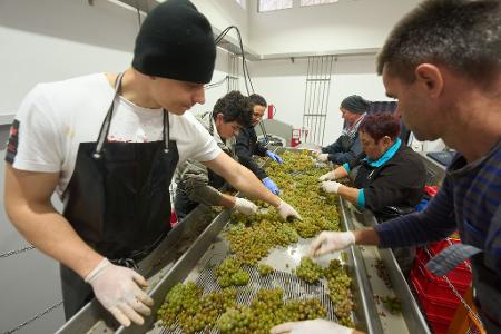 Die Weinlese fällt 2024 so gering aus wie seit Jahren nicht. (Archivbild)