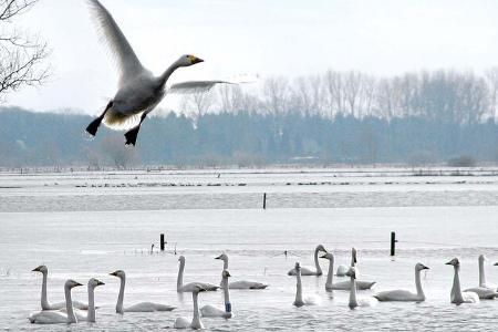Vögel beobachten