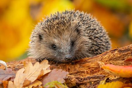 Winterschlaf im Garten: So kann man Wildtiere unterstützen Winterschlaf im Garten: So kann man Wildtiere unterstützen