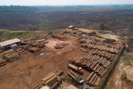Für viele in der EU verkaufte Produkte soll künftig kein Regenwald mehr abgeholzt werden - das Gesetz dazu wird aber vermutlich verschoben. (Archivbild) Für viele in der EU verkaufte Produkte soll künftig kein Regenwald mehr abgeholzt werden - das Gesetz dazu wird aber vermutlich verschoben. (Archivbild)