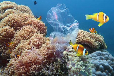 Plastiktüte zwischen tropischen Fischen und Korallen
