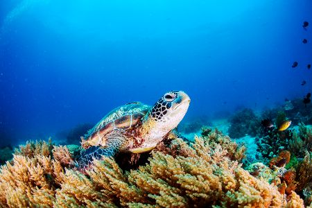 Schildkröte unter Wasser vor einem Korallenriff