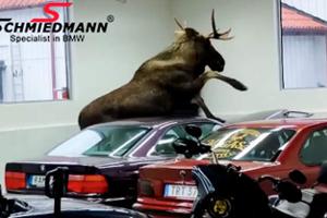 Elch zertrampelt teure BMW