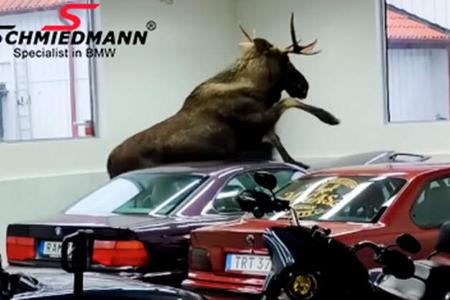 Elch in BMW-Werkstatt
