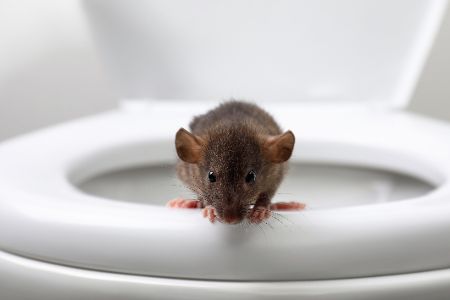 Ratte sitzt auf Kloschüssel Ratte sitzt auf Kloschüssel