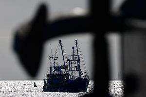 Nordseefischer müssen 2025 weniger Hering fangen