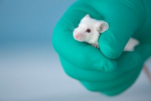 Immer weniger Tierversuche in Deutschland