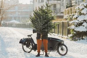 Weihnachtsbaum, aber umweltfreundlich: Diese Alternativen gibt es
