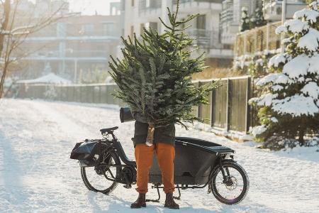 Weihnachtsbaum, aber umweltfreundlich: Diese Alternativen gibt es Weihnachtsbaum, aber umweltfreundlich: Diese Alternativen gibt es