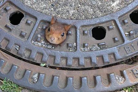 Eichhörnchen Gullydeckel Eichhörnchen Gullydeckel