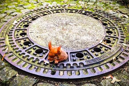 Eichhörnchen Gullydeckel