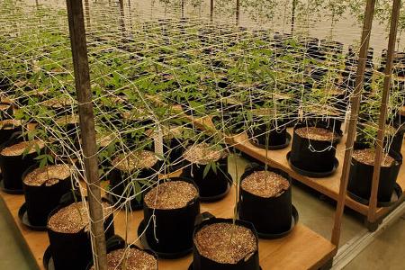 Gestohlene Luxusautos an Hanf-Plantage USA