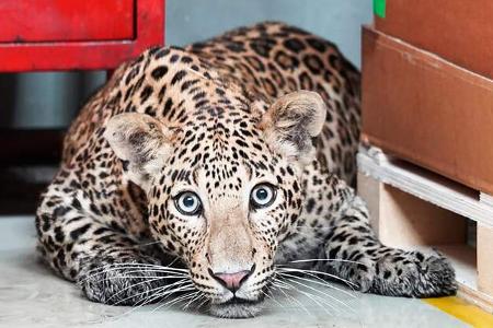 Leopard legt indisches Mercedes-Werk lahm Leopard legt indisches Mercedes-Werk lahm