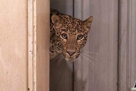Leopard legt indisches Mercedes-Werk lahm Leopard legt indisches Mercedes-Werk lahm