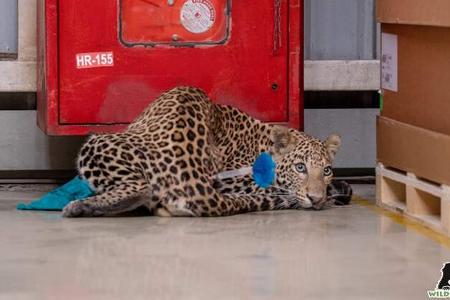 Leopard legt indisches Mercedes-Werk lahm