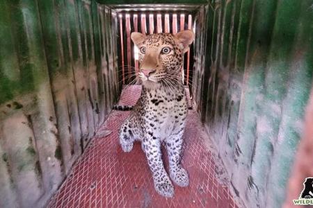 Leopard legt indisches Mercedes-Werk lahm