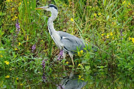 Sternenparks Niederlande