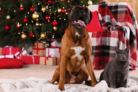 Gefahren an Weihnachten: So bleiben Haustiere in Sicherheit Gefahren an Weihnachten: So bleiben Haustiere in Sicherheit