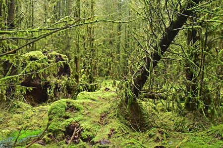 Nordirland - Davagh Forest